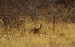 666 Namibia Okt 2006 Damara Dikdik.JPG